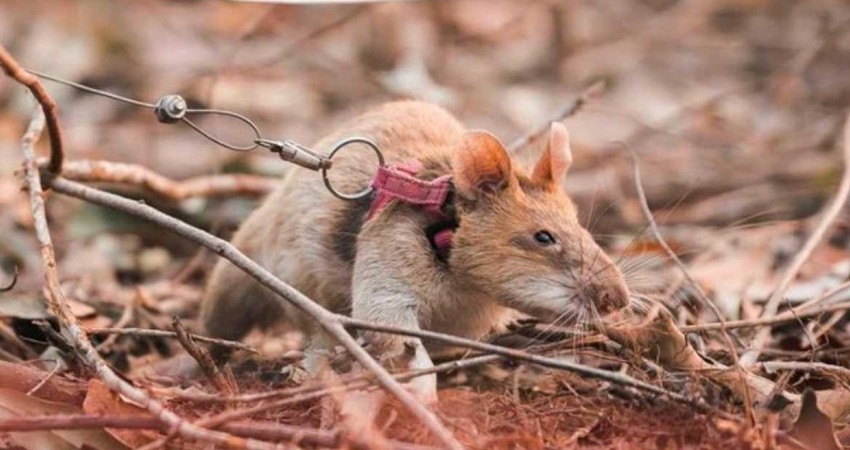 Rata experta en detectar minas se 'jubila' tras 5 años de servicio