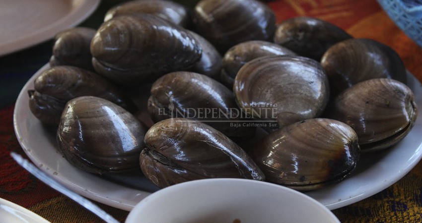 Coepris activa veda sanitaria en Comondú para moluscos bivalvos