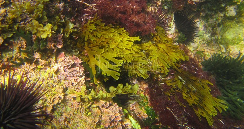 Las algas: un recurso natural que ofrece servicios ecosistémicos cruciales