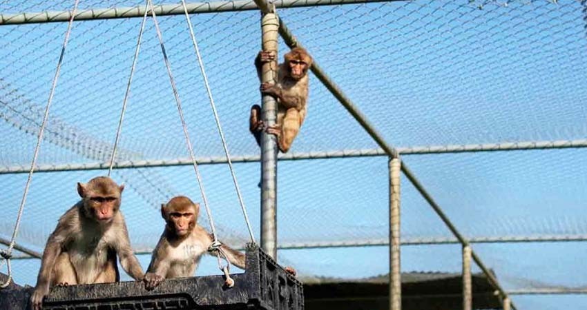 Así es como los macacos ayudan en la lucha contra el COVID