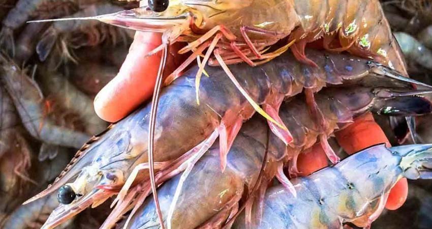 Con boletines de prensa y convocatorias buscan recuperar certificación de camarón