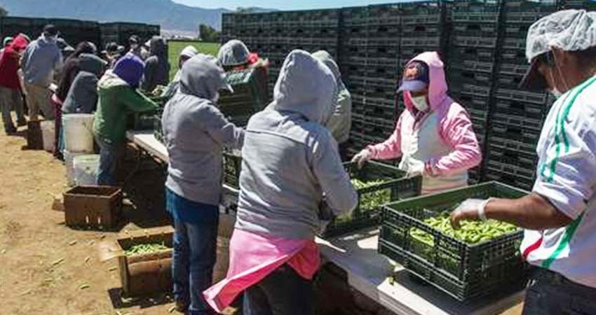 Jornaleros son inducidos al uso de drogas para resistir faenas