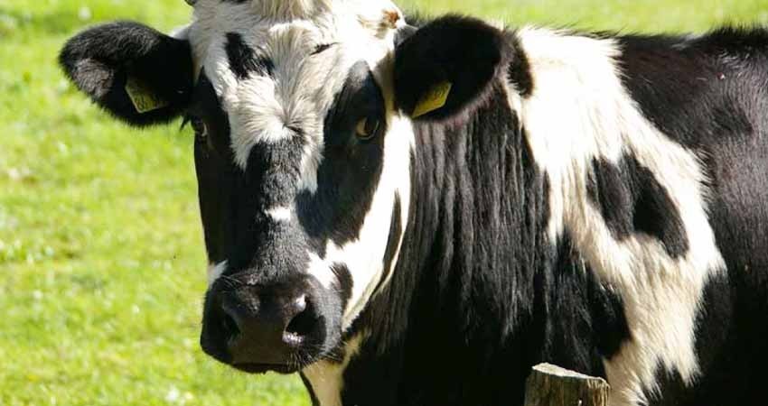 Vaca escapa de matadero en Los Ángeles y logra 'indulto'