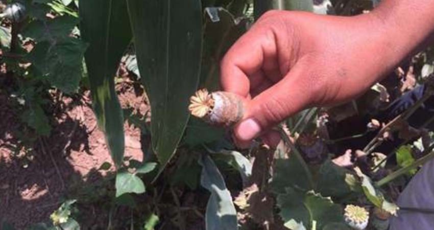 Efectos de alza de consumo de drogas por pandemia durarán años: ONU