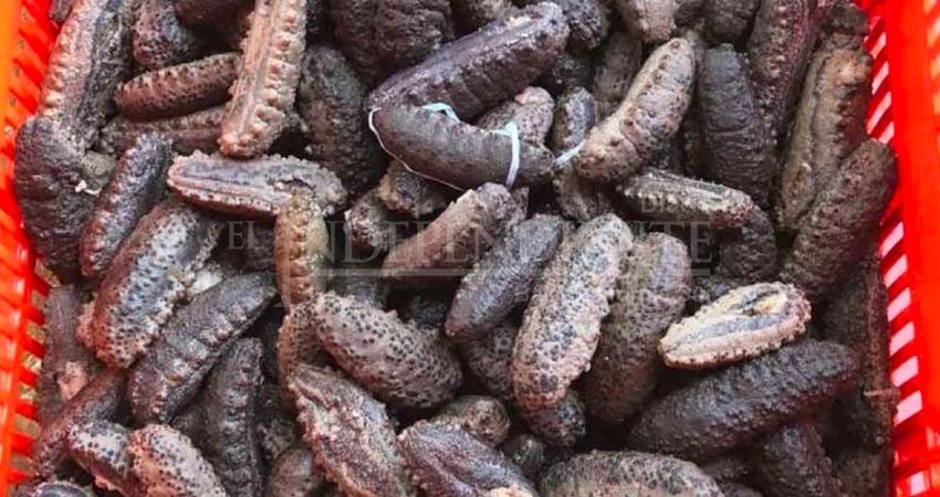 Pescadores de Yucatán aplauden posibilidad de que se levante veda de pepino de mar