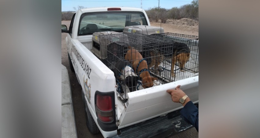 Serán resguardados en Clínicas los perritos del CEMAC, ante tormenta “Enrique”
