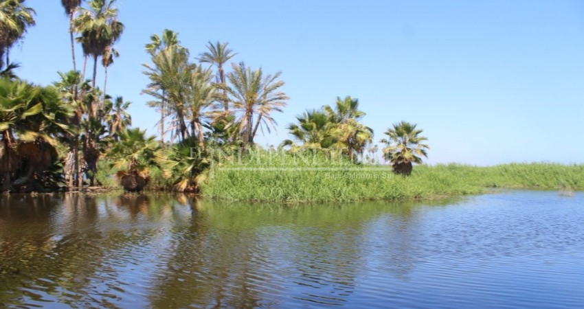 Continúan los trabajos de conservación de la tortuga marina; se detectan fallas: regidor 