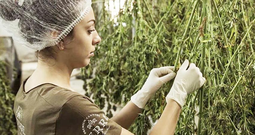 Colombia autoriza uso industrial del cannabis y su exportación