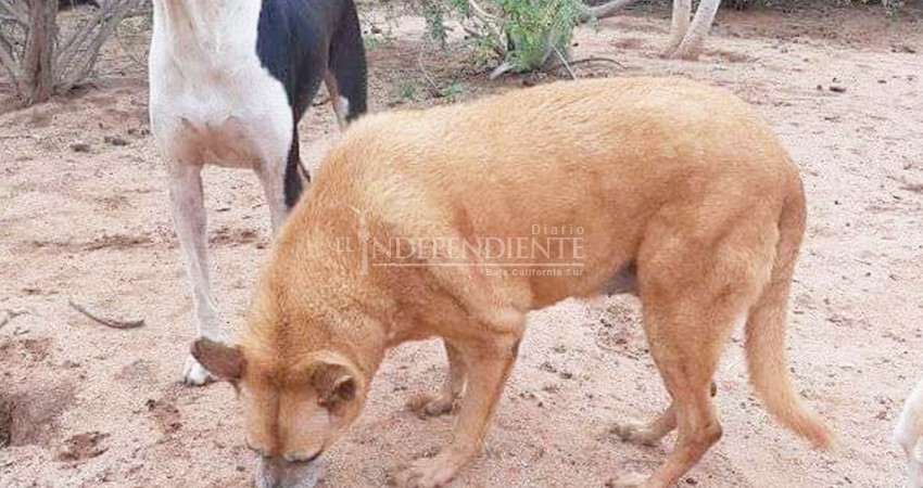 Piden apoyo para perros desamparados en CSL, su cuidador murió