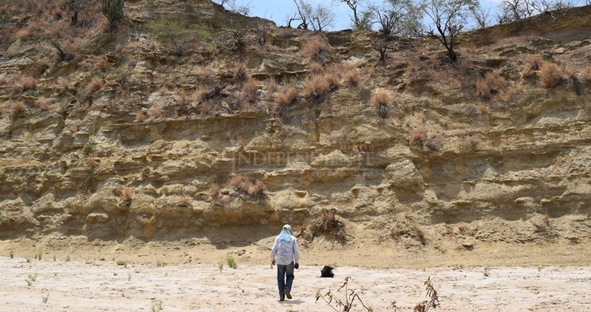 Descubren a “Kennedycetus pericorum”, ballena extinta de Miraflores