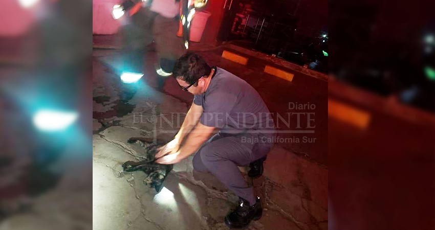 Bomberos rescatan a mascotas de una veterinaria incendiada