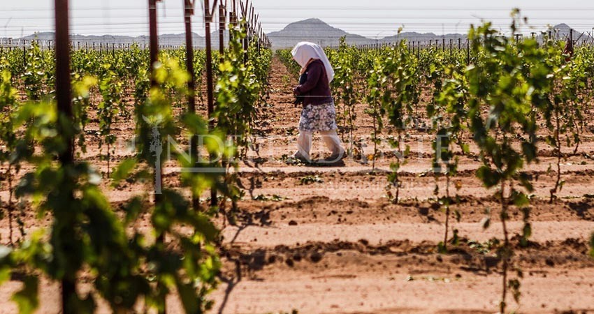Llegan a BCS hasta 35 mil indígenas al año para trabajar; la mayoría son explotados