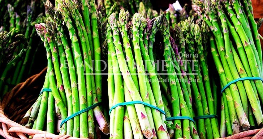 Baja California Sur, líder nacional en producción de espárrago