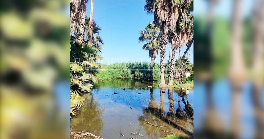 Se estima que Estero de SJC requiere un presupuesto de más de 5 mdp para mantenimiento