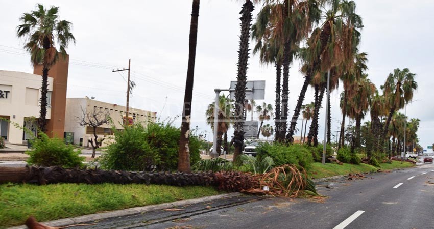 Sigue Los Cabos con ramas y deshechos en las calles, por huracán Olaf