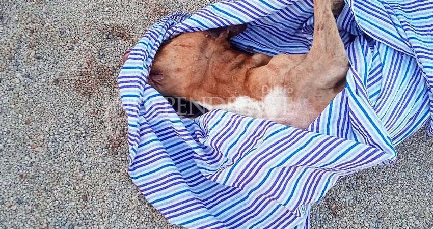 Perro muerto “encobijado” moviliza cuerpos de seguridad 