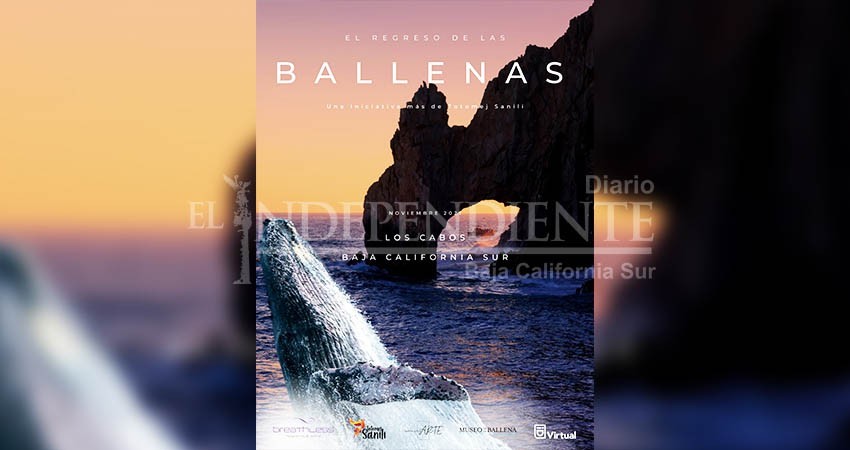 “El regreso de las ballenas” exposición con causa inaugura temporada en Los Cabos el próximo viernes