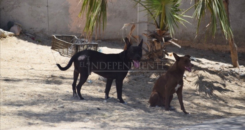 Denuncian en la colonia de SJC exceso de perros callejeros; piden atención a las autoridades