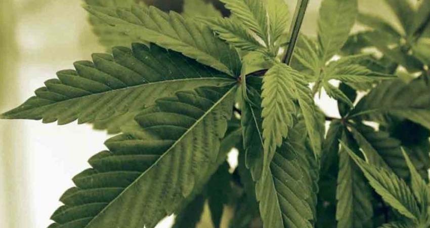 ¿Las ventas de cannabis legal en México alcanzarán los 2.100 mdd? Eso se estima