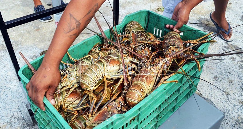 Reportan caída del precio de la langosta sudcaliforniana en China, afecta pesquería de BCS