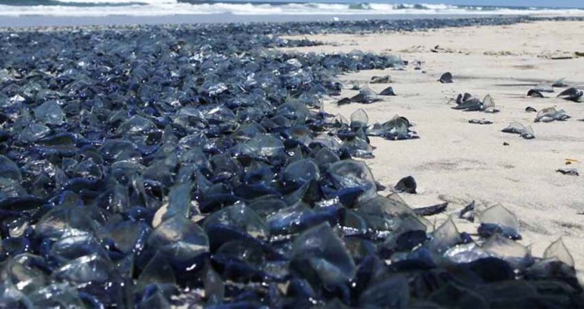 Costos por Agotamiento y Degradación Ambiental equivalen al 4.6% del PIB