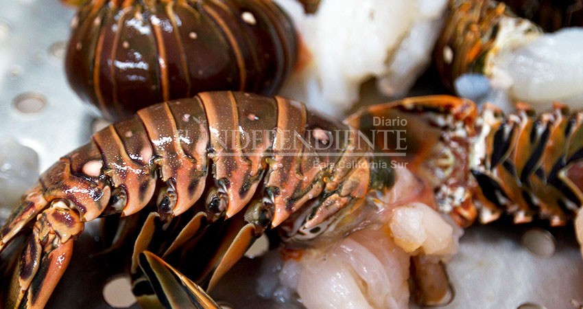 Superan los 50 mdp las pérdidas por restricción de china en exportación de langosta