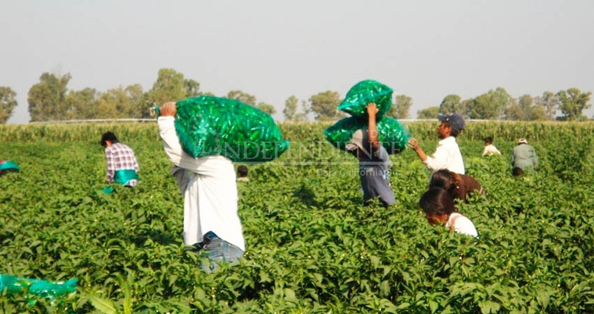 40 mil jornaleros agrícolas trabajan por temporada en el campo sudcaliforniano