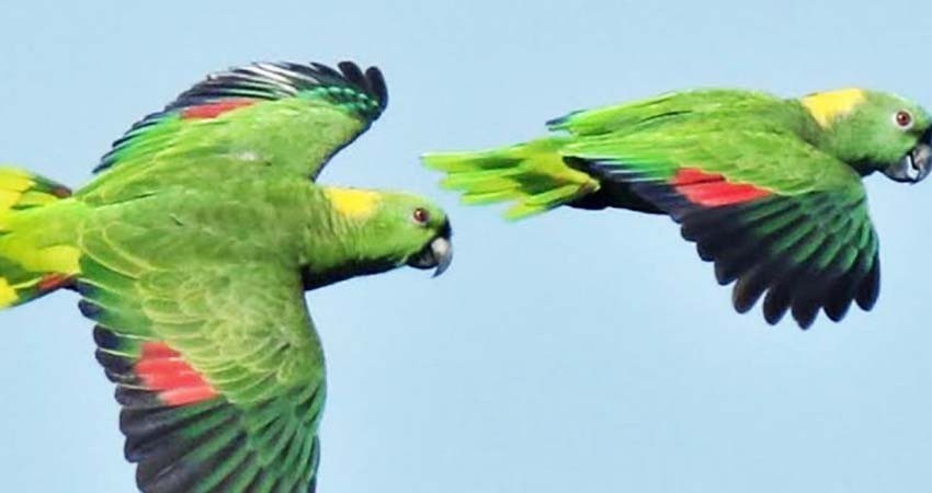 Loro nuca amarilla está en peligro crítico de extinción en México