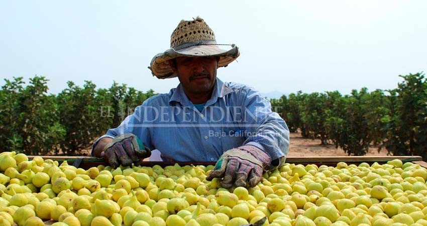 En 2022 gobierno del estado invertirá cerca de 170 mdp en sector primario