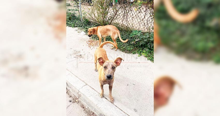 Continúa problemática de animales abandonados; piden auxilio para perritos en CSL