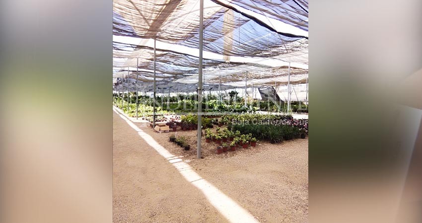 Proyecta dirección de Ecología instalación de un vivero con hasta 16 mil especies de plantas