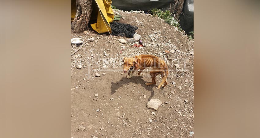 Ley contra maltrato animal es letra muerta sin acciones municipales: activista