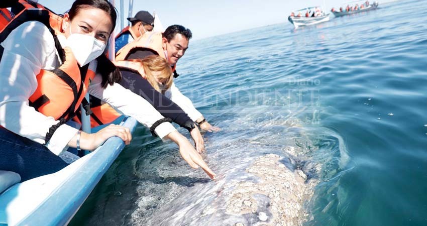 Inauguran temporada de avistamiento de ballena gris en Puerto Chale