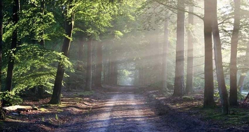 Más del 40% de las especies de los árboles del mundo están en Sudamérica