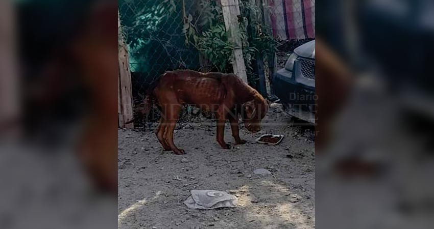 Continúan denuncias para que sean atendidos casos de perros maltratados