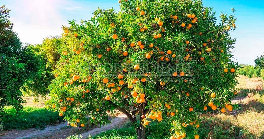 45 mil toneladas de naranja produce anualmente Valle de Santo Domingo