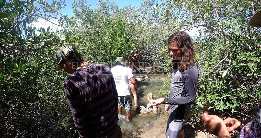 Realizan estudio en UABCS para determinar estado de conservación y manejo de manglares en BCS