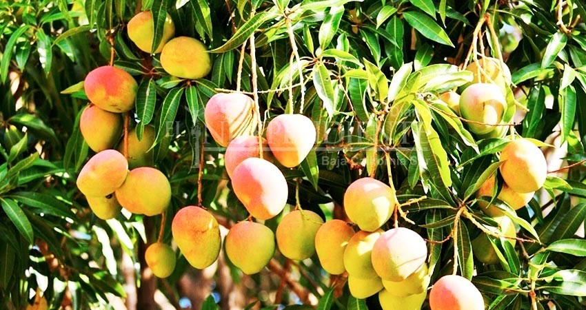 Por calidad, sabor y sanidad, el mango Sudcaliforniano destaca en Japón: SEPADA