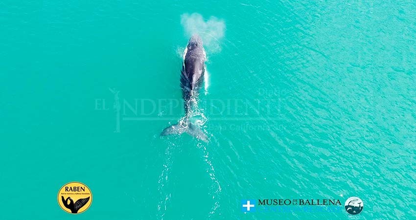 RABEN libera otra ballena de redes de pesca
