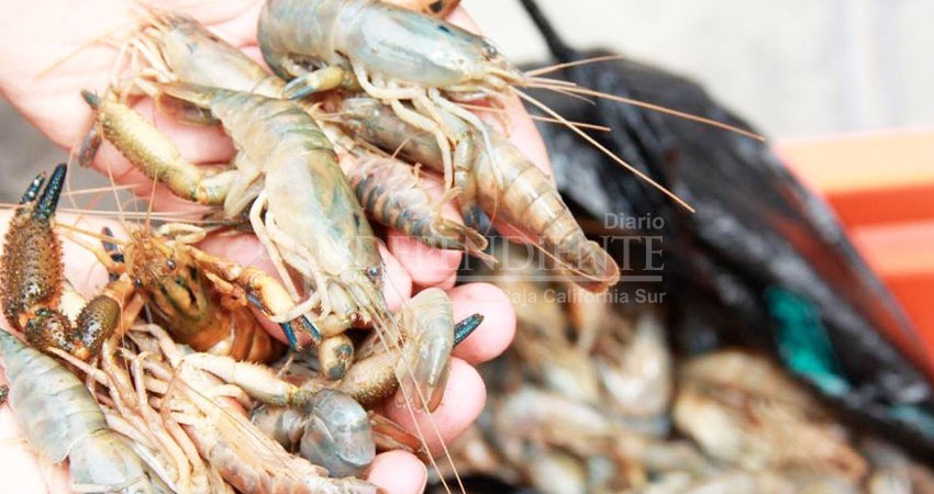 Llaman a respetar temporada de veda de camarón