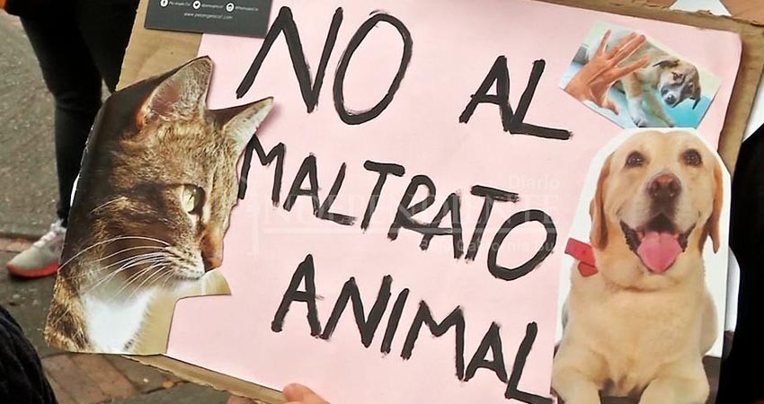 Vecinos de El Conchalito se quejan del Predel por no atender denuncia de maltrato animal