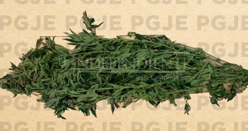 Aseguran planta de marihuana en La Paz