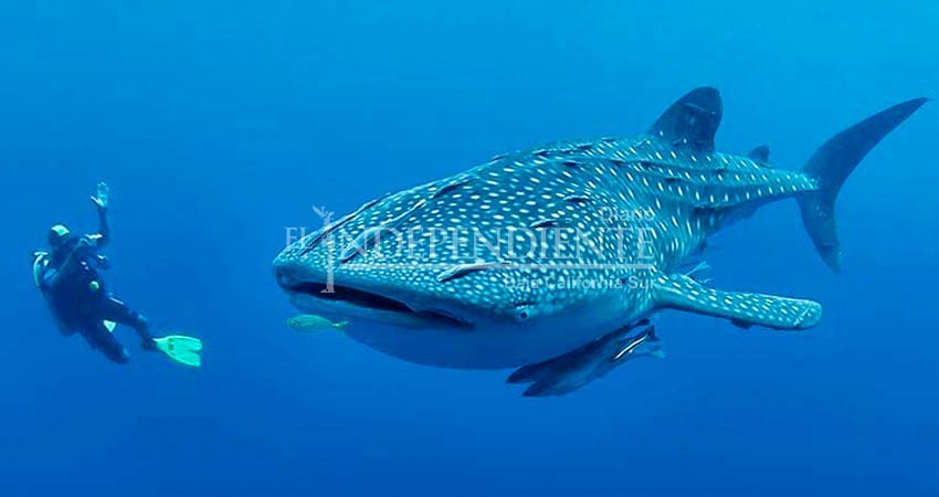 Prepara Ayuntamiento de La Paz “Homenaje al tiburón ballena”