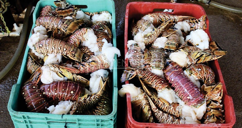 China certificó 4 plantas en BCS para la exportación de langosta