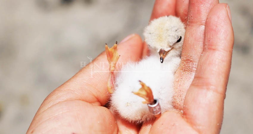 Inicia temporada de anidación del gallito marino en Los Cabos