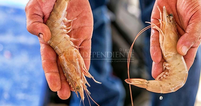 Llama Sepada a respetar veda de camarón