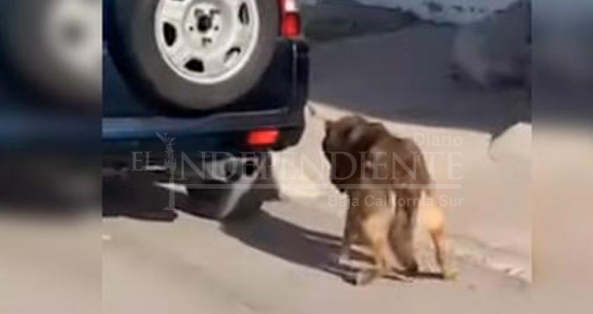 Otro caso… “Arrastran” con carro a indefenso perro en Guerrero Negro