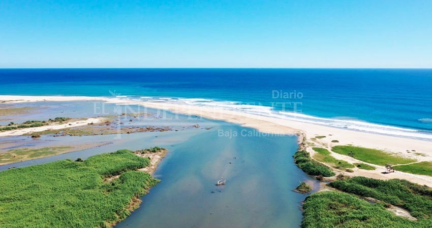 Mortandad de peces en Estero Josefino, es por el ingreso del agua de mar: director de Ecología y Medio Ambiente