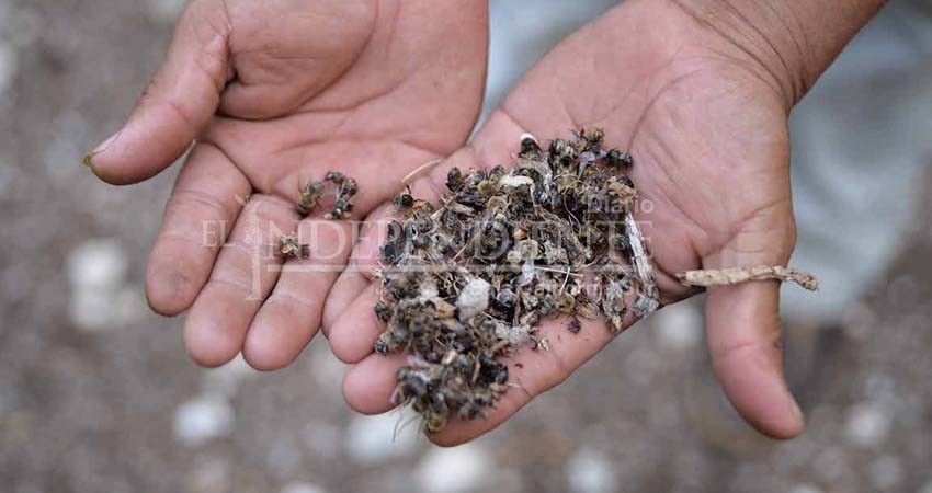 Polinizadoras de la Sierra La Laguna en riesgo por fumigación descontrolada