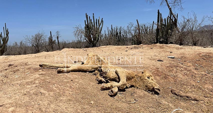 ¡Aprieta la sequía! Pronostican 40% menos lluvia de lo normal,  advierte SEPADA